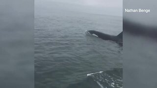 Fishermen encounter orca off San Diego