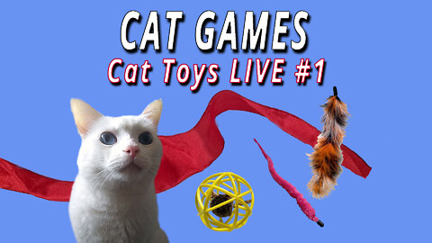 CAT GAMES: CAT TOYS LIVE #1
