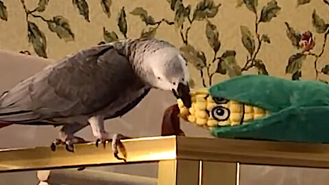 Talking parrot tosses toy corn over the edge, instantly apologizes
