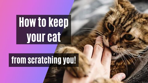 How to Train your Cat Not to Scratch You