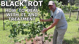 Grape Vine Black Rot fungal disease and treatment