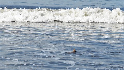 Crippled Sea Turtle gets released back into the ocean