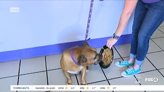 Benefits of enrichment toys with Fox 4's Pet of the Week