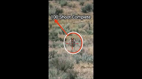 Hunting Coyotes #shorts #dogs #animals #hunter #100