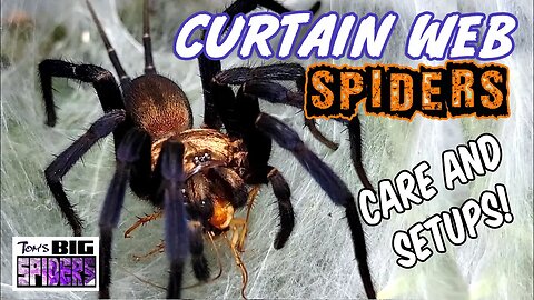Dipluridae - Large "Curtain Web Spiders" Care and Setup