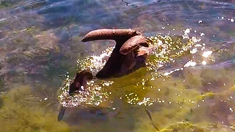 Baby pelican scoops up fish