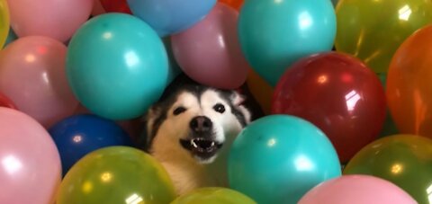 My dog loves a balloon