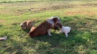 English Bulldog mom enjoys sweet playtime with her puppies