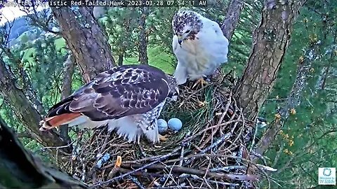 Angel and Tom's 2nd Egg Laid 🥚🥚 03/28/23 07:51