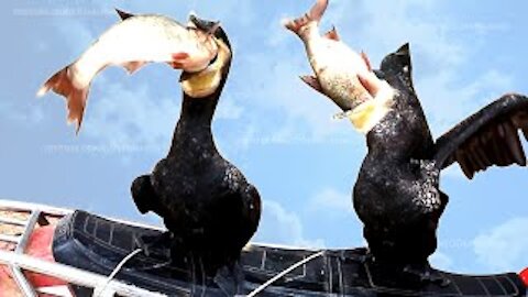 This bird has eaten a fish bigger than its size and the bird is being rescued. fishing by bird