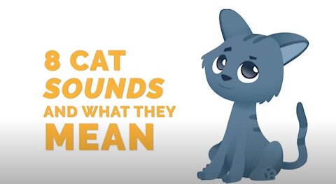 For Cat Lovers🐱8 Sounds Cats Make and Their Meanings - Understand Your Cat Better