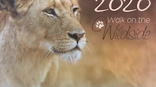 SOUTH AFRICA - Durban - 2020 Wildlife Calendar Launch (Video) (HqA)