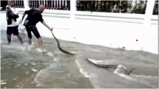 Valtava käärme löydettiin tulvaveden seasta Thaimaassa