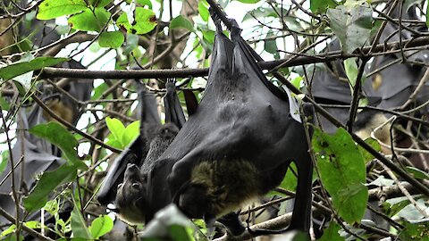 Flying fox bat adorably clings to its mother in the rainforest