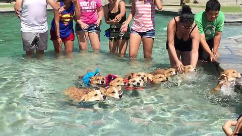 This Pool Of Swimming Corgis Has Brightened Our Day