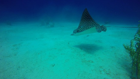 Massive Eagle Ray approaches divers from dark ocean depths