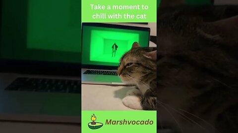 Chill with the cat #shorts #marshvocado