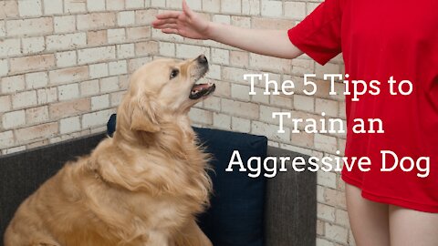 The 5 Tips to Training Your Aggressive Dog - Focus on the Brain!