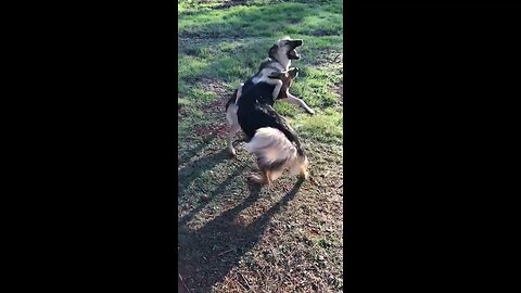 DOGS 2-on-1 FUN PLAY in 2X Speed | WrestleMania K9 D.I.Y in 4D