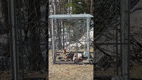 Our lil teenager rooster showin’ off!🐓 #HomeFreeAlaska #OffGrid #Alaska #Shorts