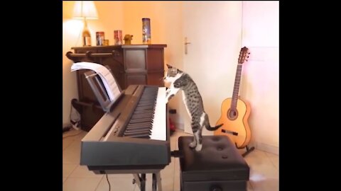 This Cat loves to play piano 😍