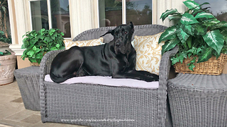Great Dane chills out to watch Florida thunderstorms