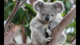 See a cute koala scratch, yawn and sleep