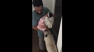 Dogs introduced to newborn baby family addition