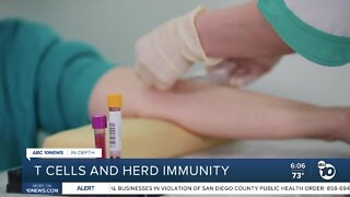In Depth: T Cells and herd immunity
