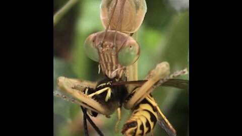 WARNING GRAPHIC! Praying mantis devours large wasp alive!