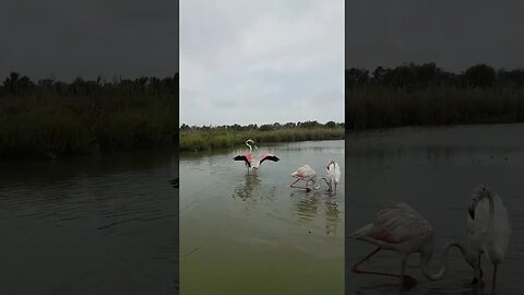 Watch Hurricane Idalia flung flamingos across the eastern U S #shorts