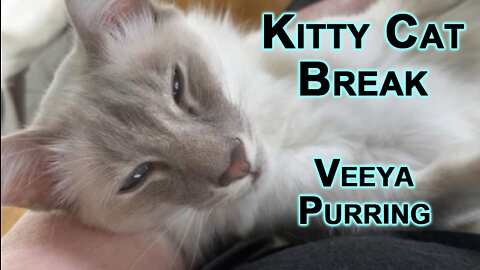 Kitty Cat Break: Veeya Purring [ASMR Short, Lilac Modern Lynx Balinese Kittens/Cats]
