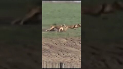 Part 1 unbelievable 😱 Hare 🐇 with high speed chasing from two Greyhounds Dogs 🐕 Galgos y liebres