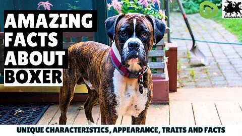 Amazing Facts About Boxer Dogs | Things To Know About Dogs | Boxer Dog Facts | Boxer Dog Information