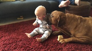 Clever dog repeatedly kisses boy to keep him away from bone