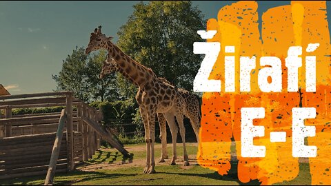 www.TRIKERKY.cz - Žirafí E-E