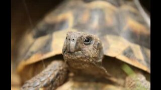 Cette tortue est totalement obnubilée par la lumière