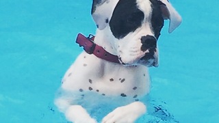 Dog Mimics Kids In A Pool Learning How To Splash