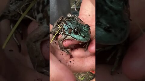 Rare Blue Northern Leppard Frog