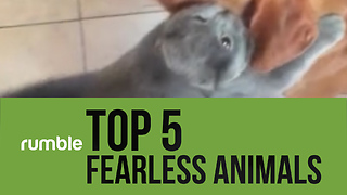 These top 5 fearless animals prove that size doesn't matter!