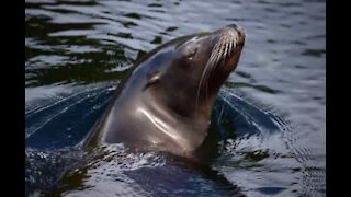 Un lion de mer s'invite dans la piscine d'un hôtel