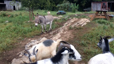 Good Morning on the farm-Say Hi to the Animals: Cat, Goats and Donkeys
