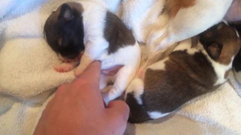 Tickling newborn puppies - this will melt your heart!