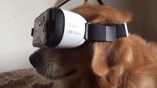 Cane prova gli occhiali della realtà virtuale