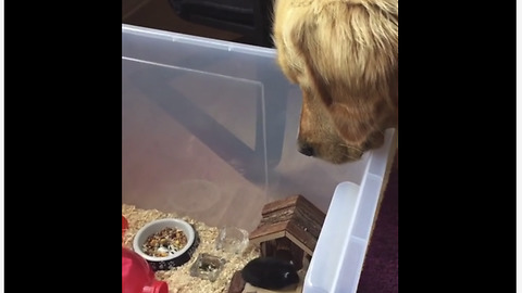 Golden Retriever intently watches over his little mouse friend