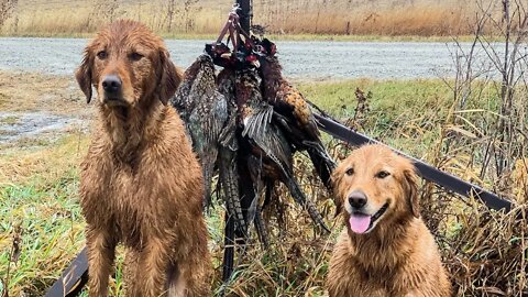 Pheasant Hunting in the RAIN! Solid Number of Birds!