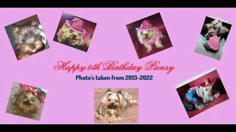 Pansy's 9th Birthday