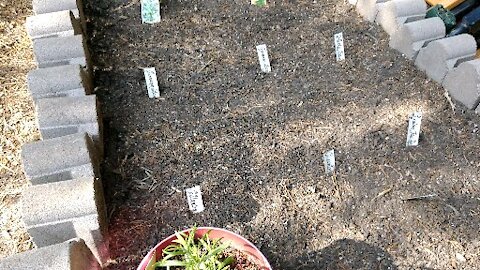 Herb Bed Planting