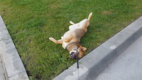 Stubborn Shiba Inu won't leave cool grass patch