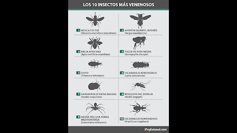 10 Insectos Y Arácnidos Más Peligrosos Del Mundo